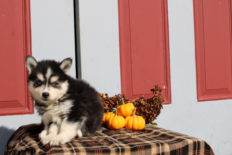 puppy, for, sale, Pomsky, Matthew B. Stoltzfus, dog, breeder, Gap, PA, dog-breeder, puppy-for-sale, forsale, nearby, find, puppyfind, locator, puppylocator, aca